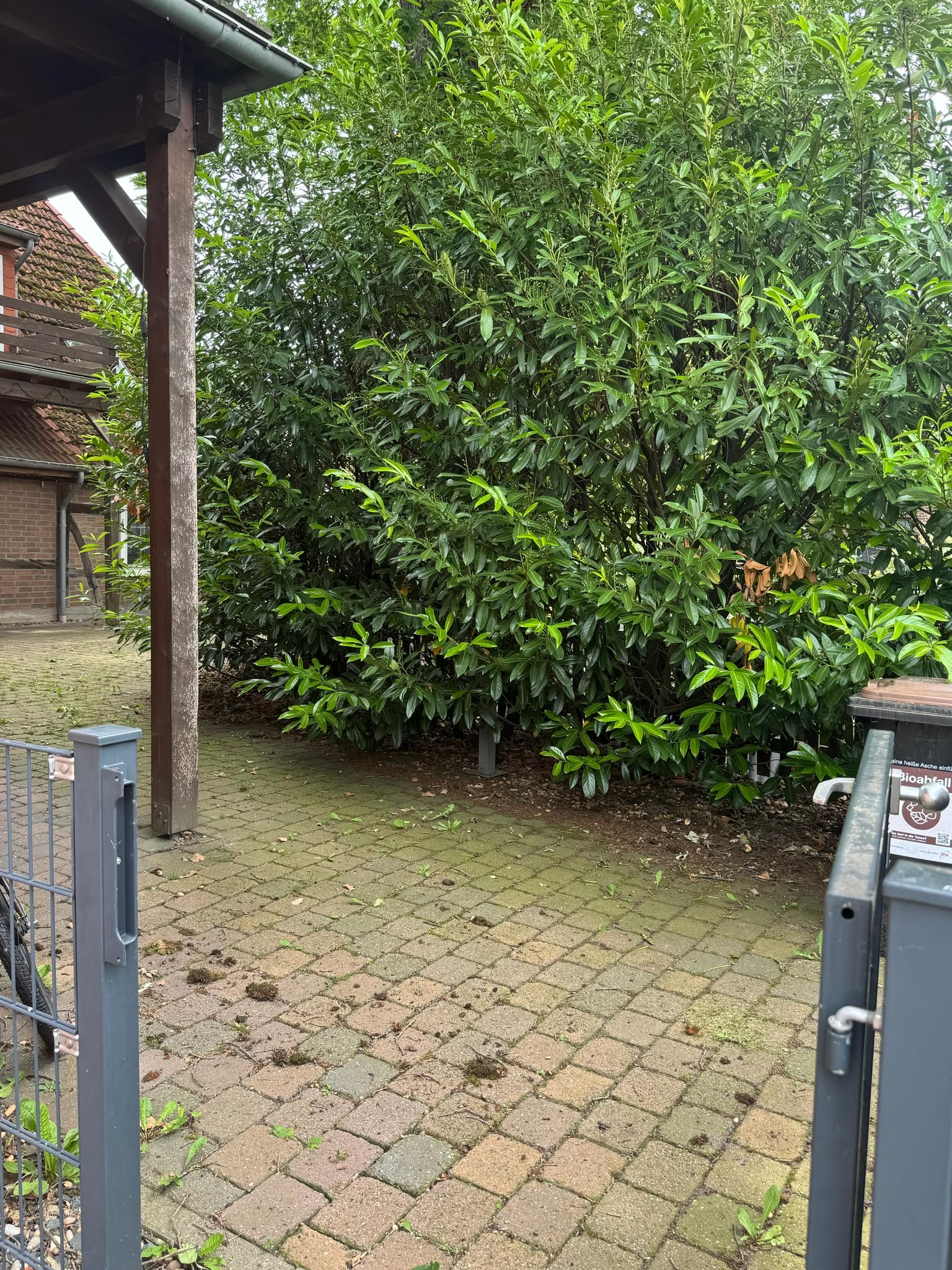 Strauchschnitt am Eingangsbereich – Vorher